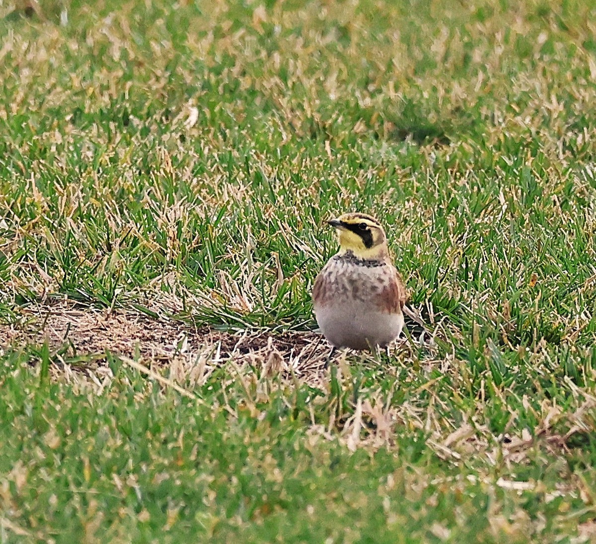 Alondra Cornuda - ML645973186