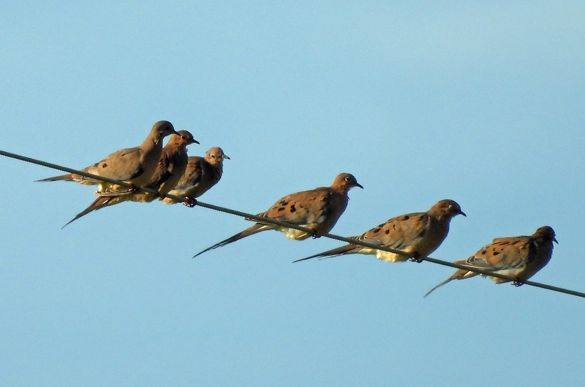 Mourning Dove - ML645973188