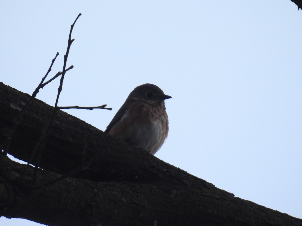 Eastern Bluebird - ML645973193
