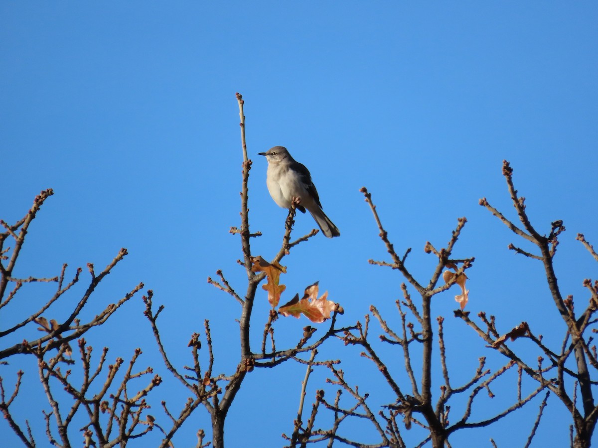 Northern Mockingbird - ML645973194