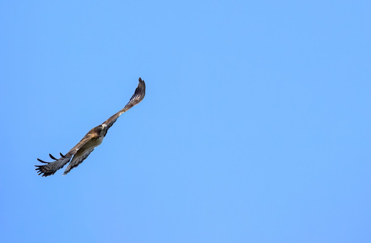 Short-tailed Hawk - ML645973197