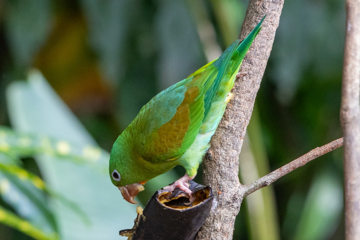 Orange-chinned Parakeet - ML645973198