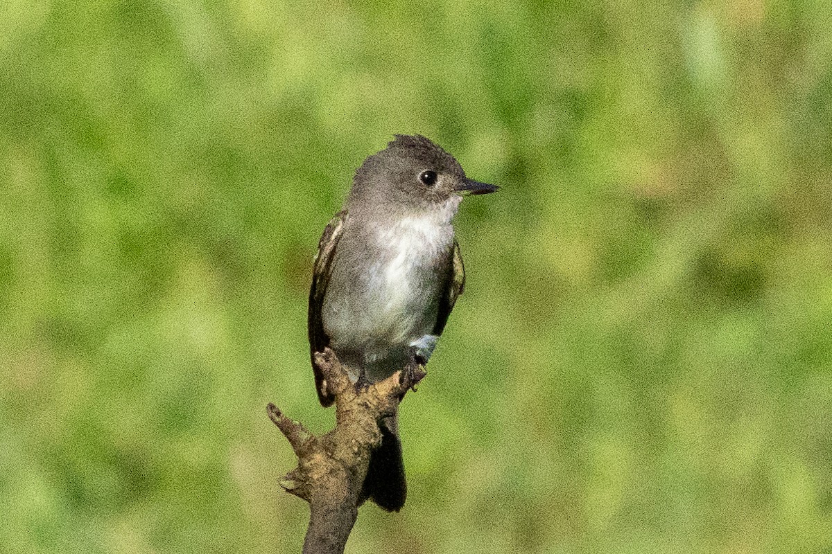 Blasskehl-Schnäppertyrann - ML645973214