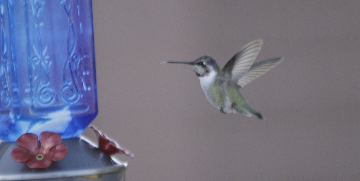 Фиалковый калипсо - ML645973216