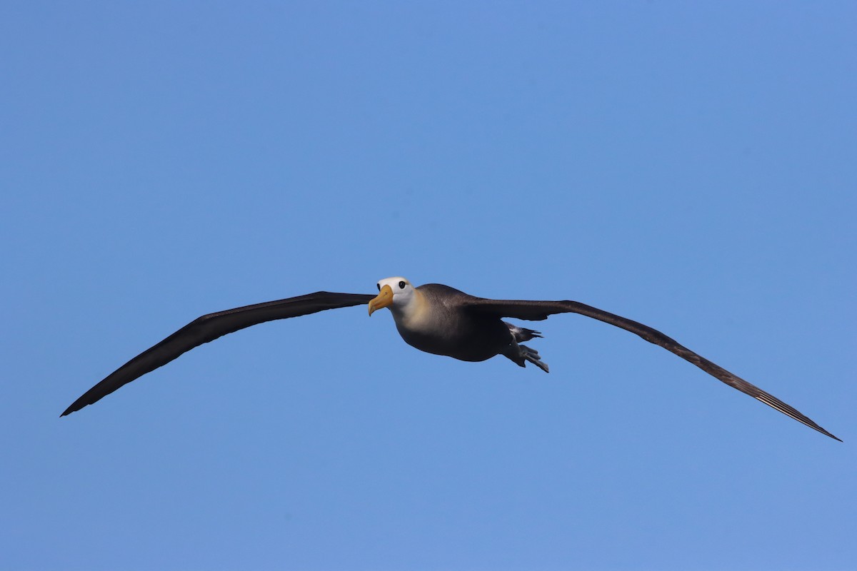 albatros galapážský - ML645973217
