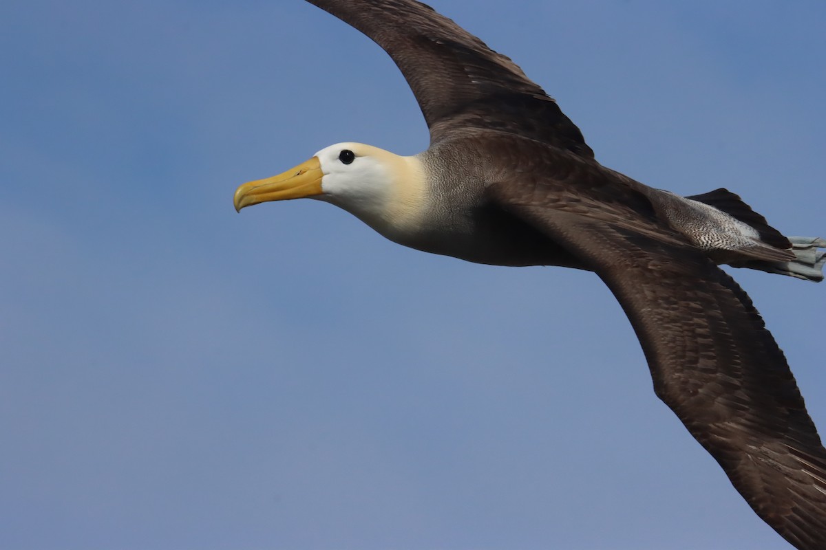 albatros galapážský - ML645973219