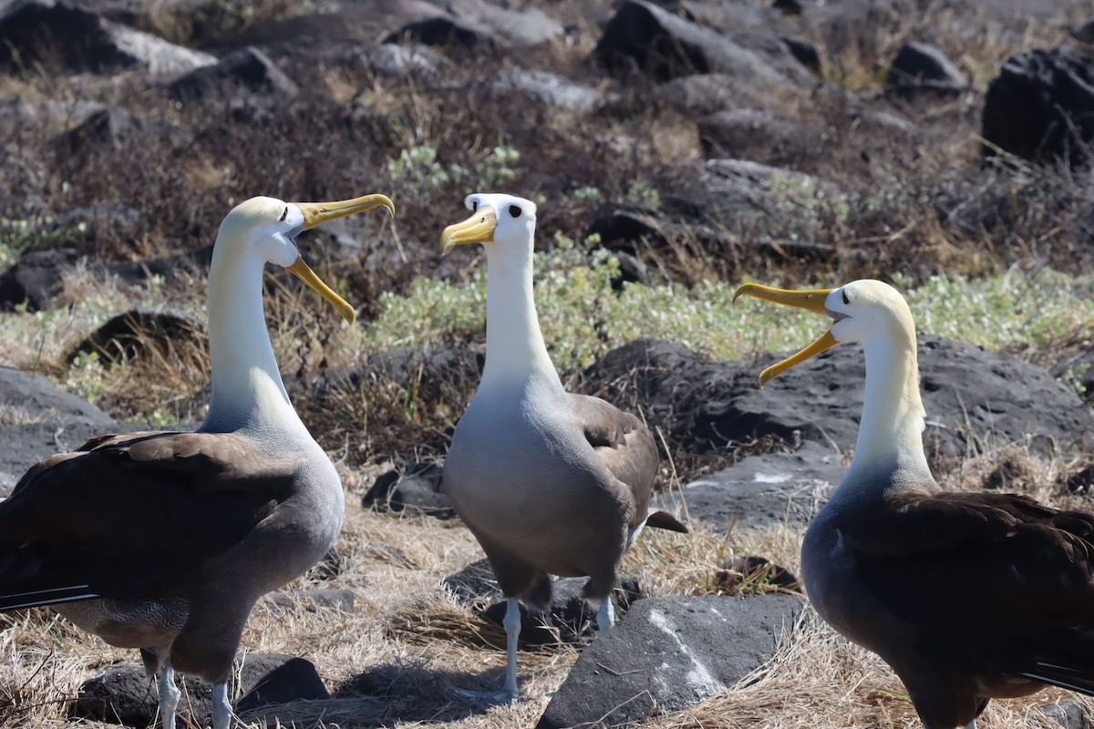 albatros galapážský - ML645973220