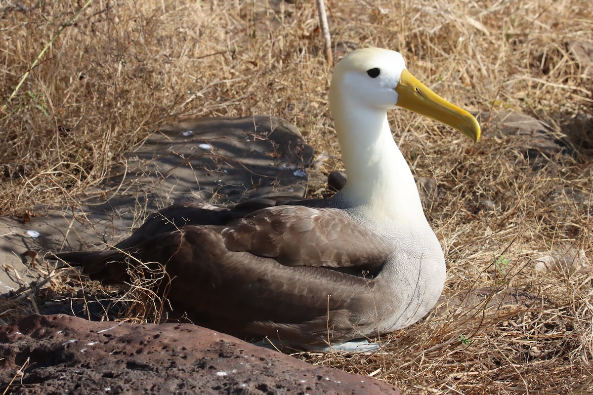 albatros galapážský - ML645973221