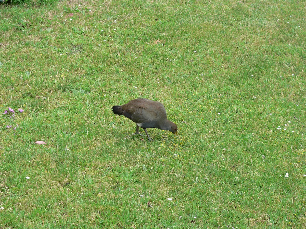 Tasmanian Nativehen - ML645973222