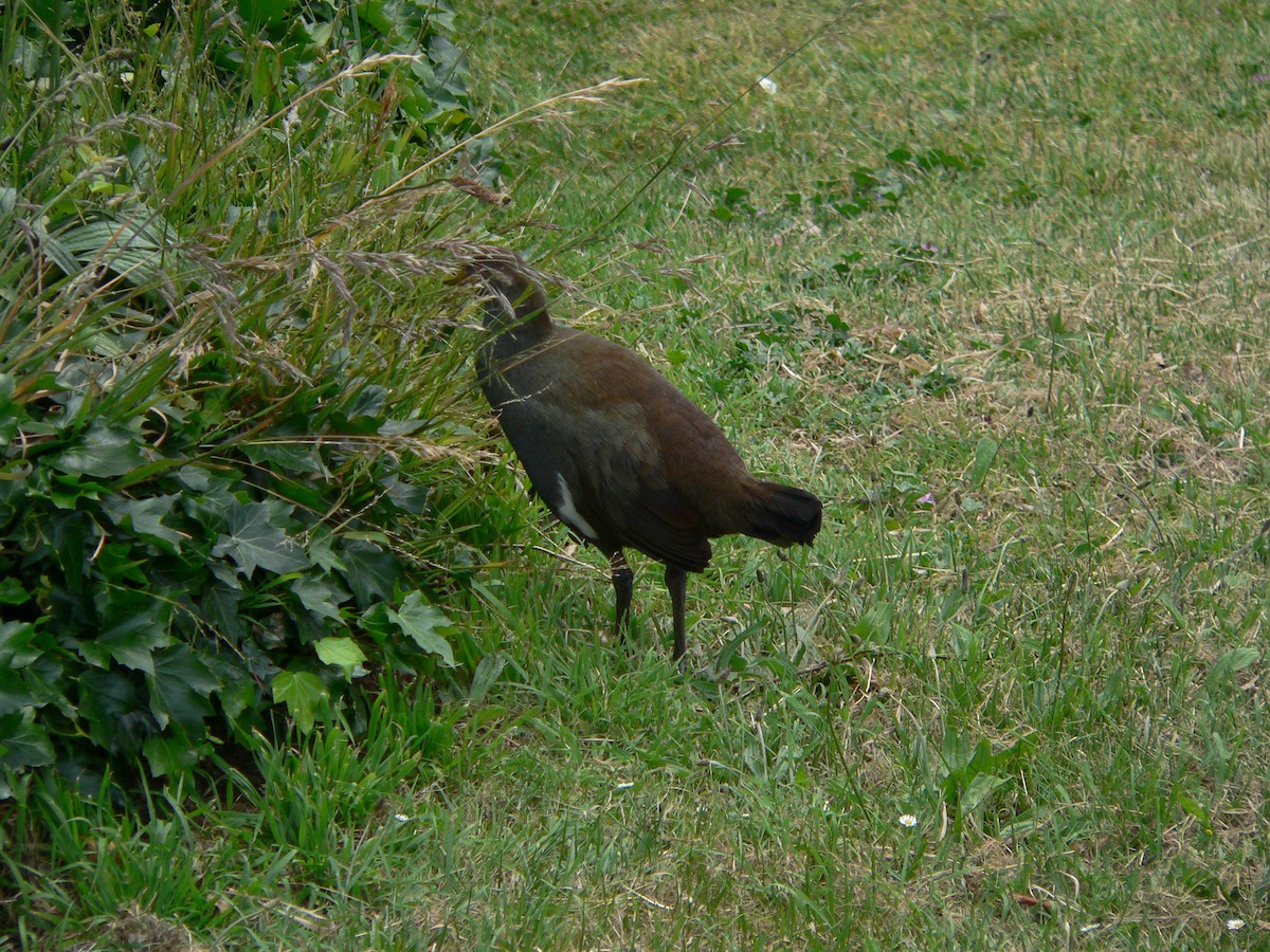 Tasmanian Nativehen - ML645973224