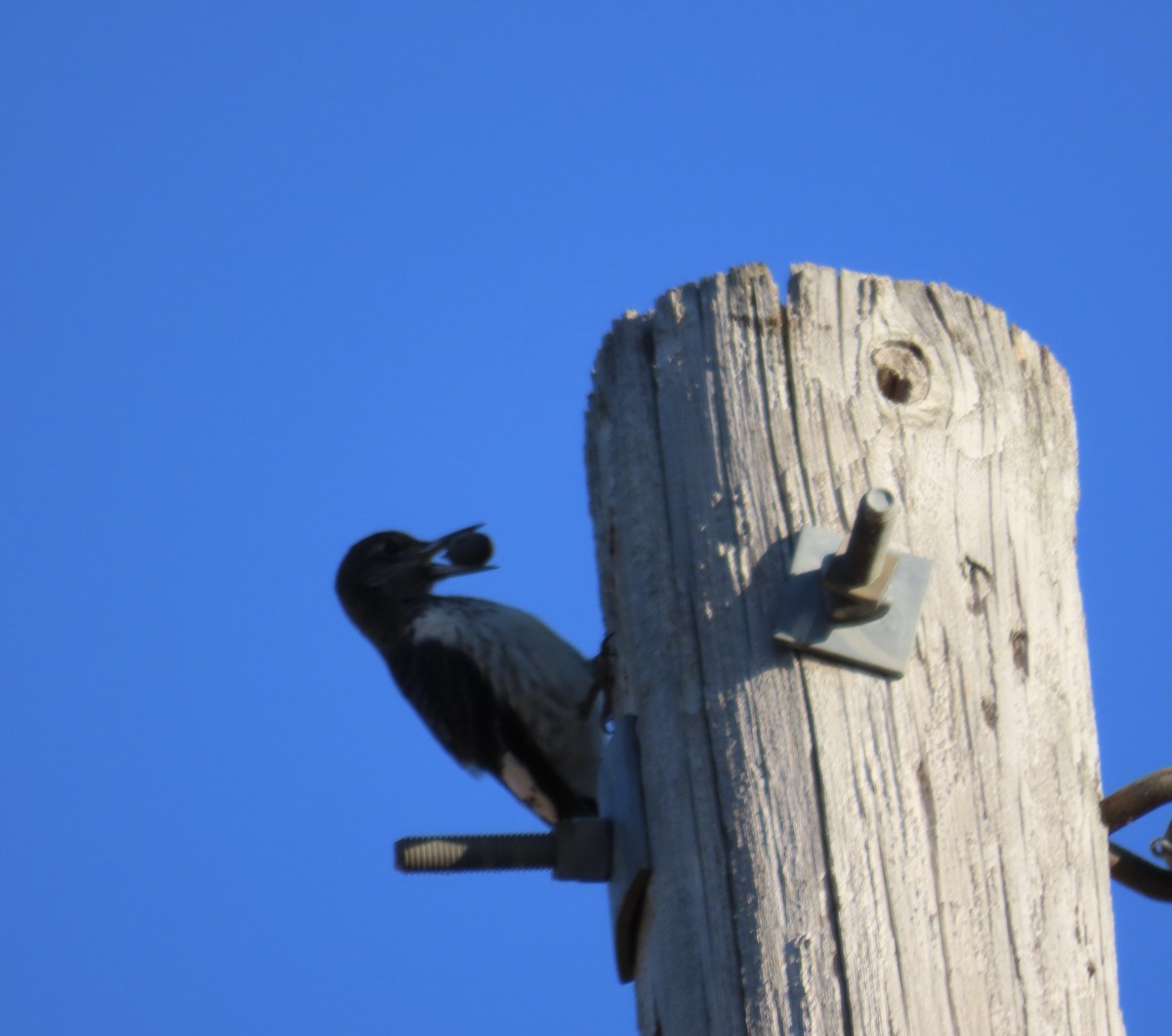 Red-headed Woodpecker - ML645973227