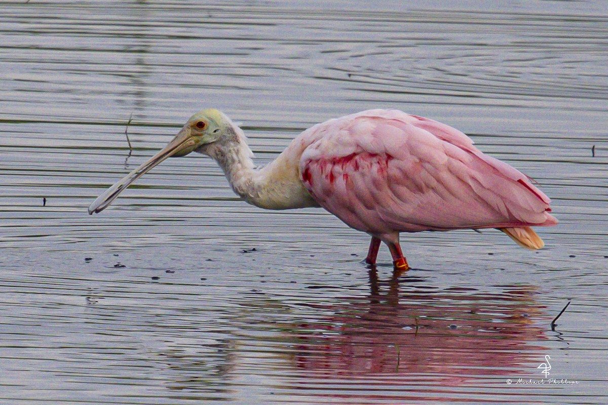 Rosalöffler - ML645973230