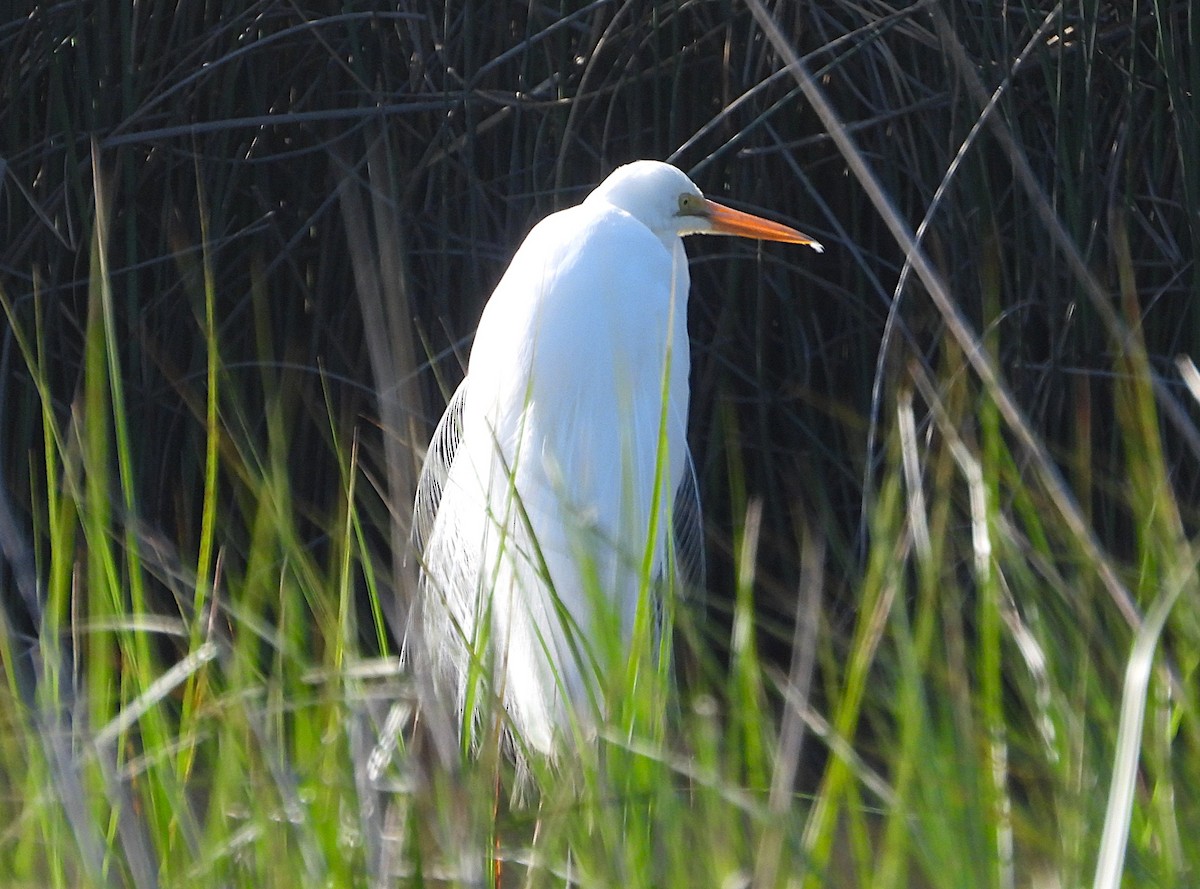 Koartza zuria (australasiarra) - ML645973234