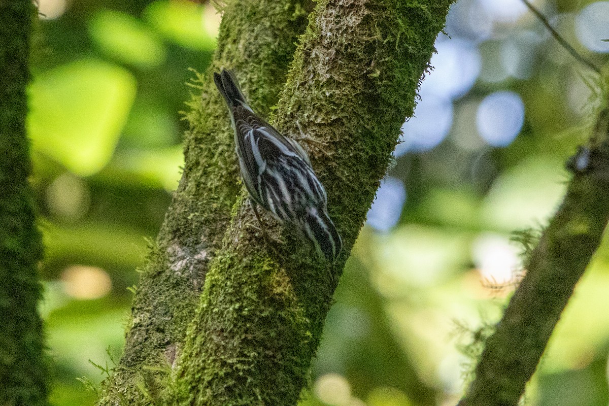 Black-and-white Warbler - ML645973237