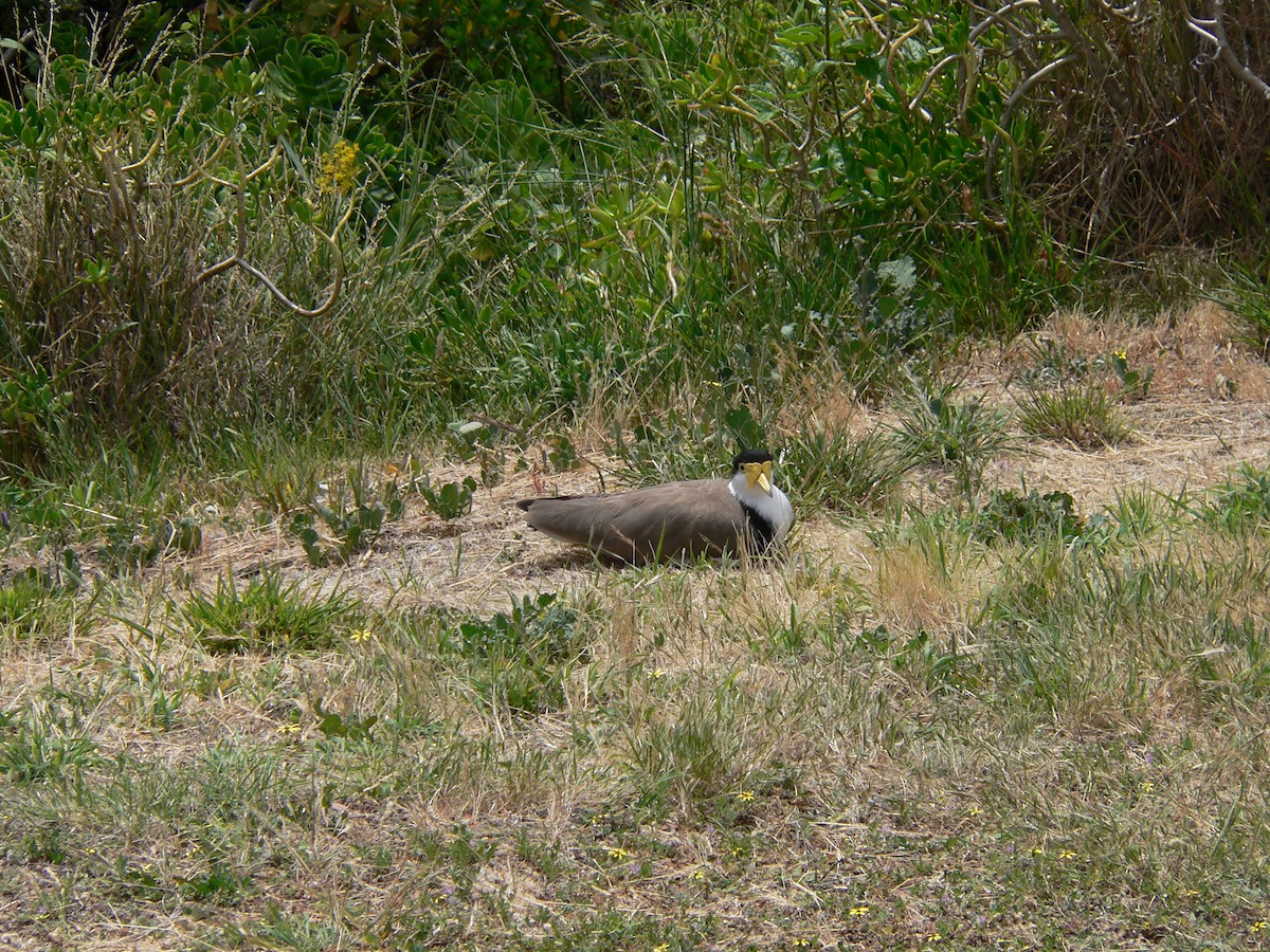 maskevipe (novaehollandiae) - ML645973239