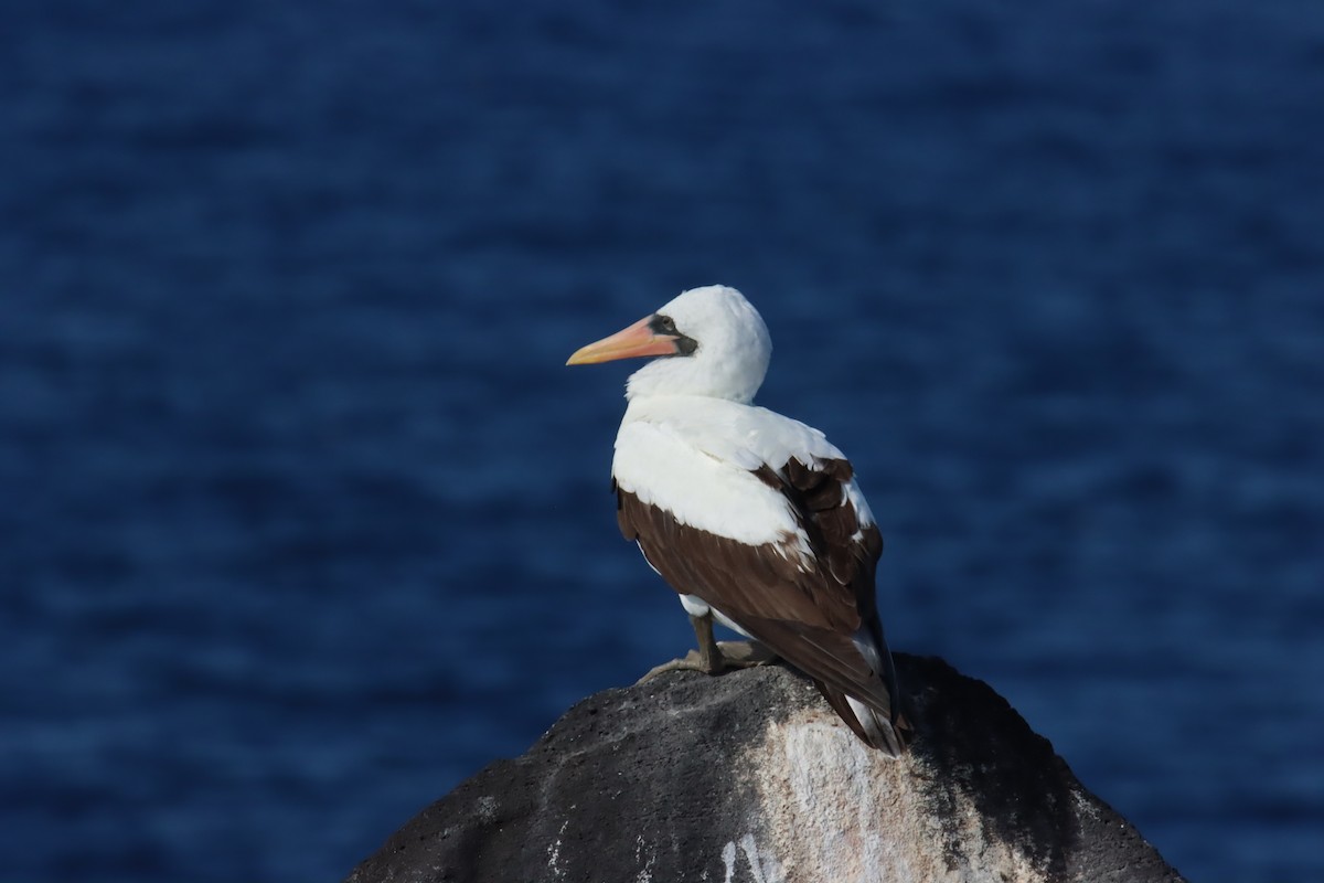 Nazca Booby - ML645973240