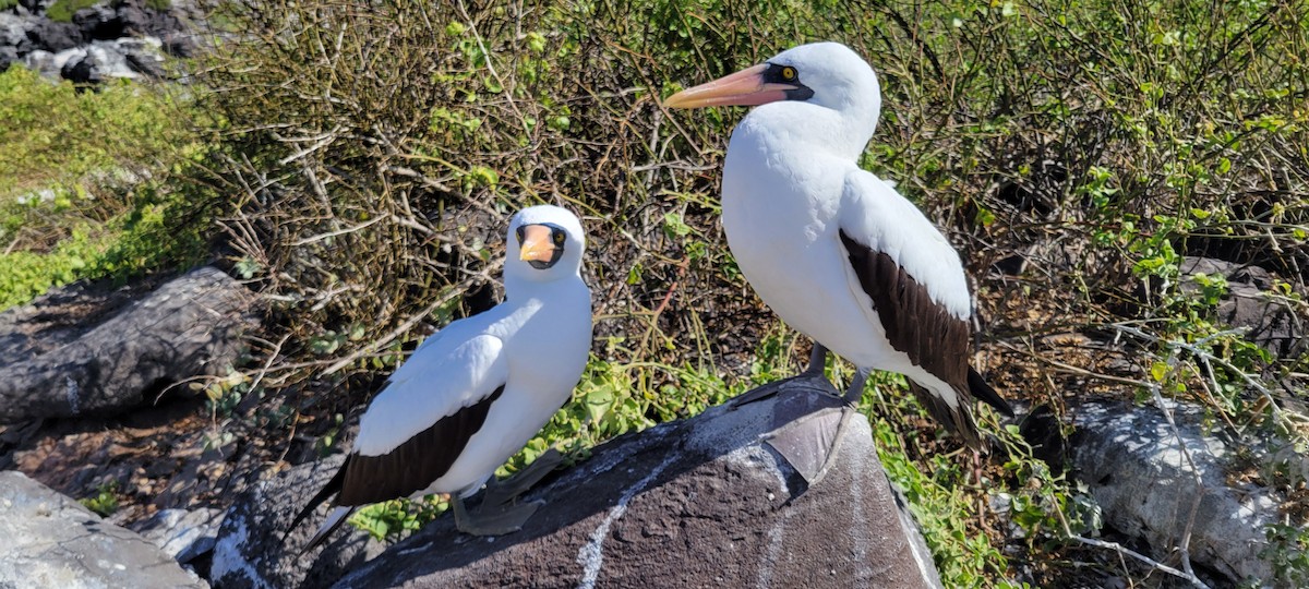 Nazca Booby - ML645973241