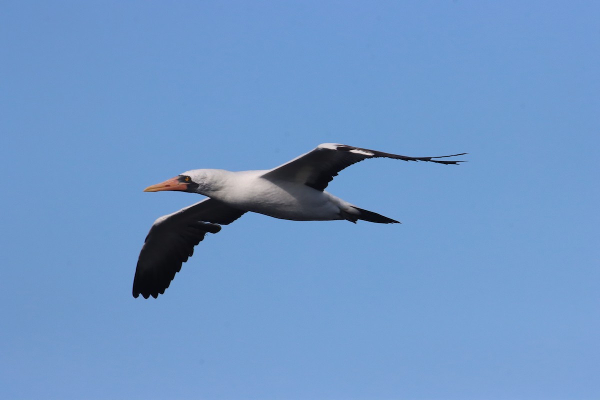Nazca Booby - ML645973242