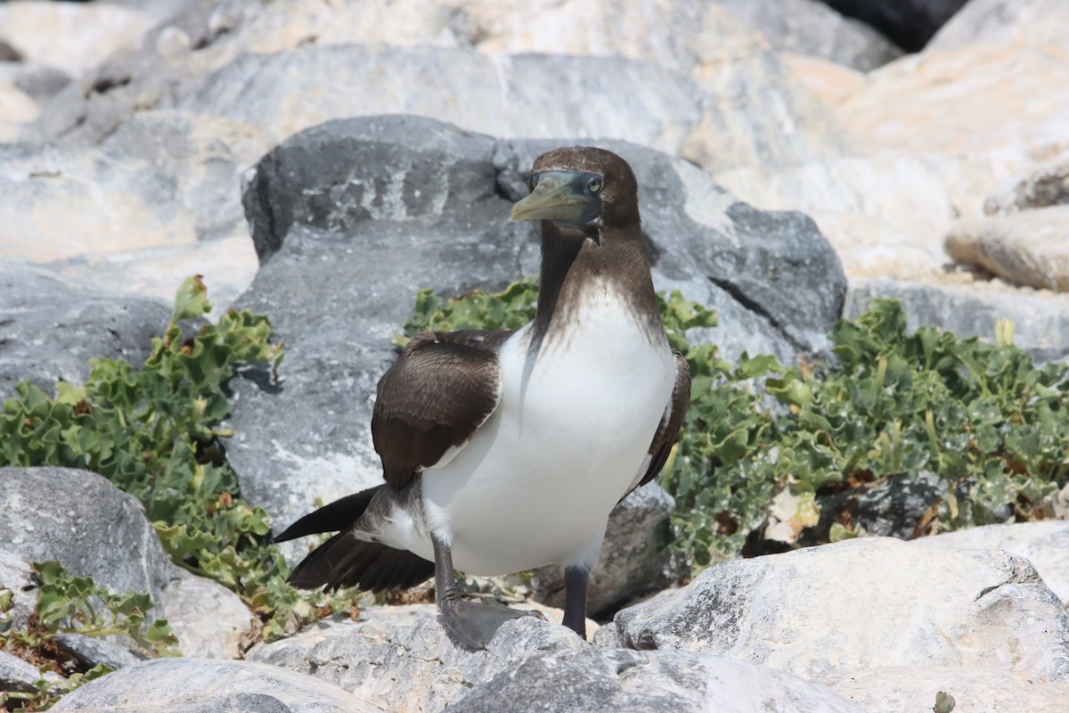 Nazca Booby - ML645973243