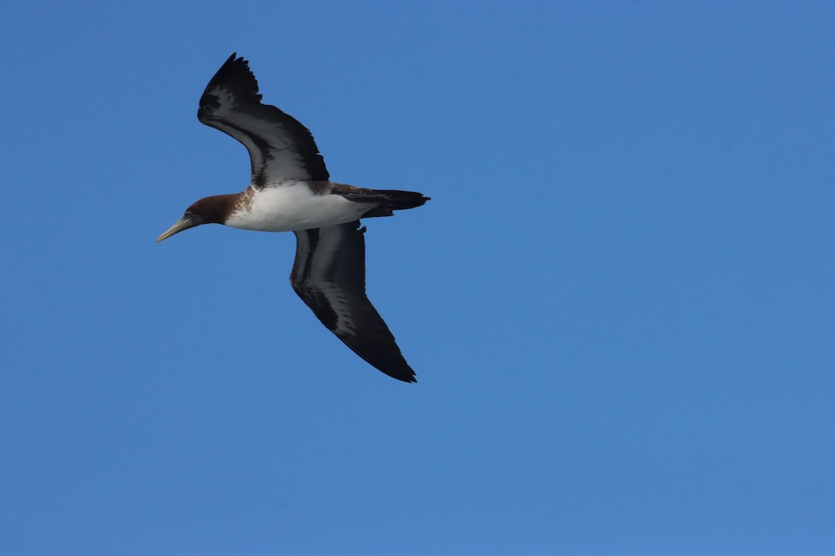 Nazca Booby - ML645973244