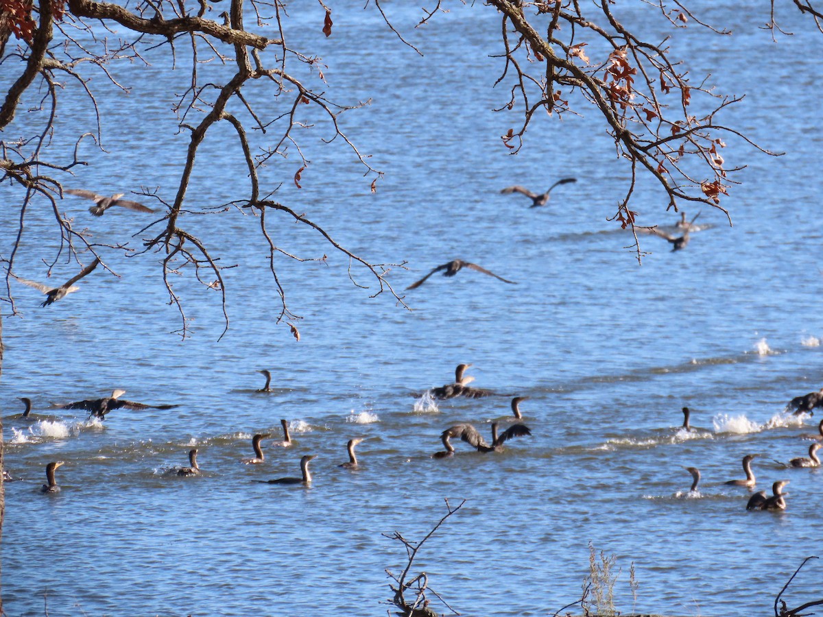 totoppskarv - ML645973245