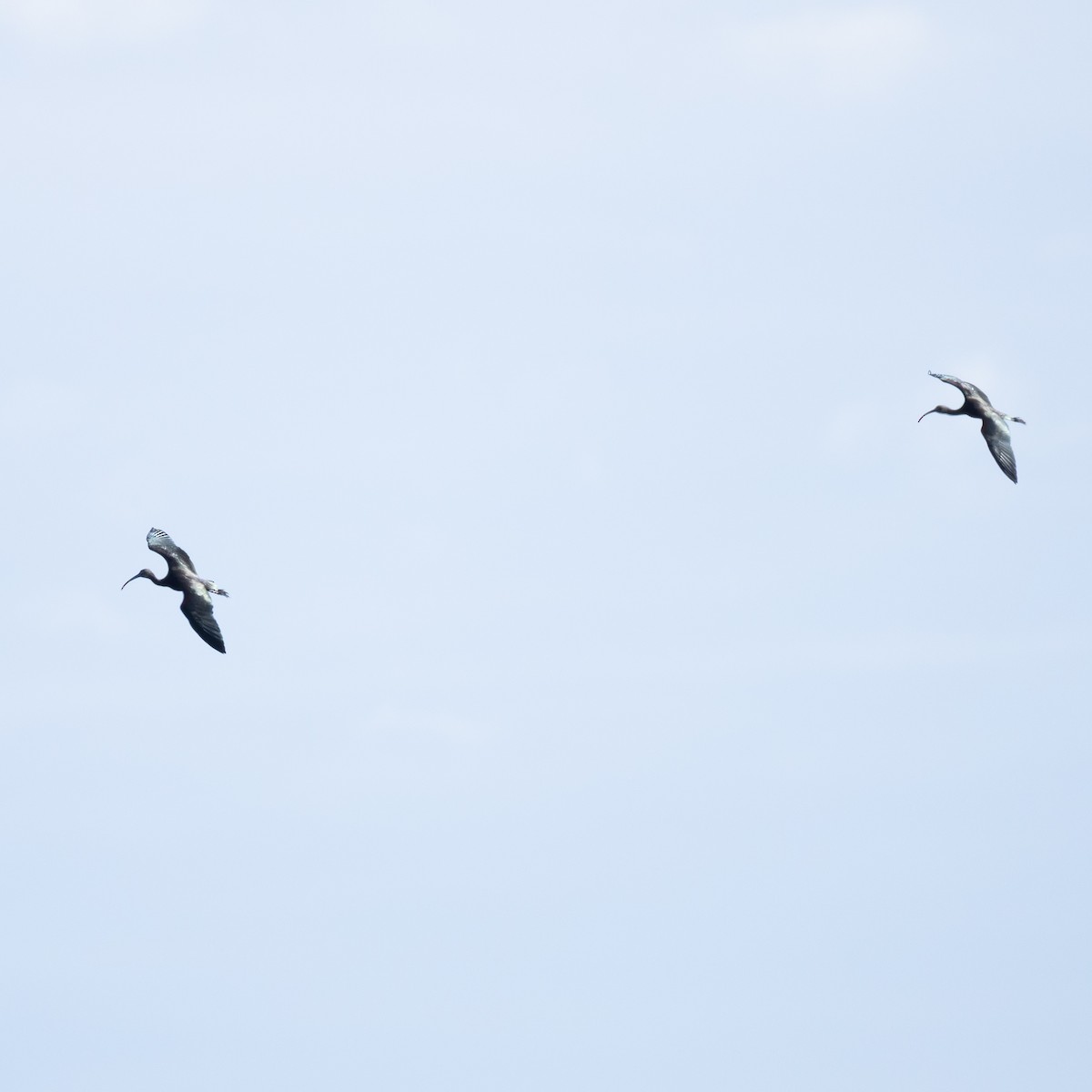 bronseibis - ML645973246