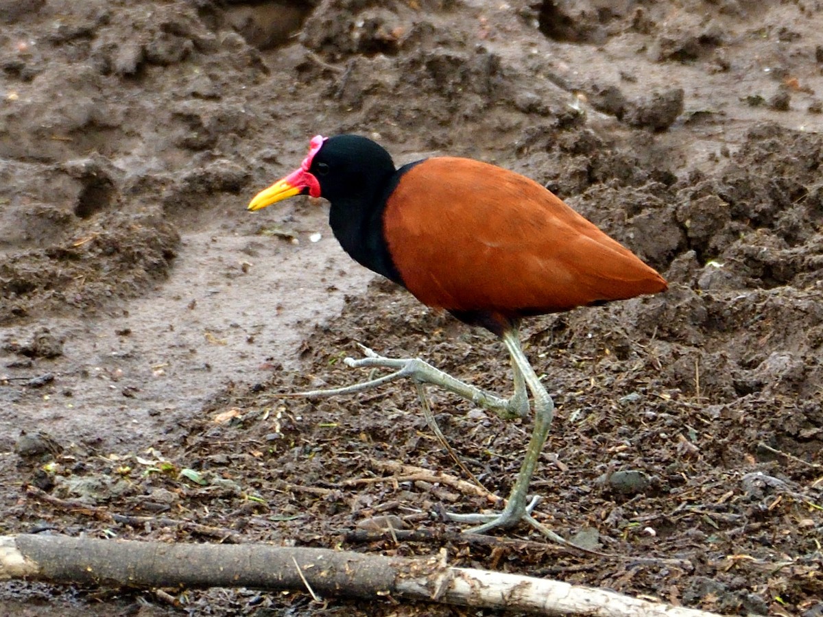 rødflikbladhøne - ML645973247