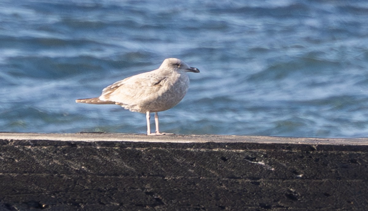 grønlandsmåke - ML645973251