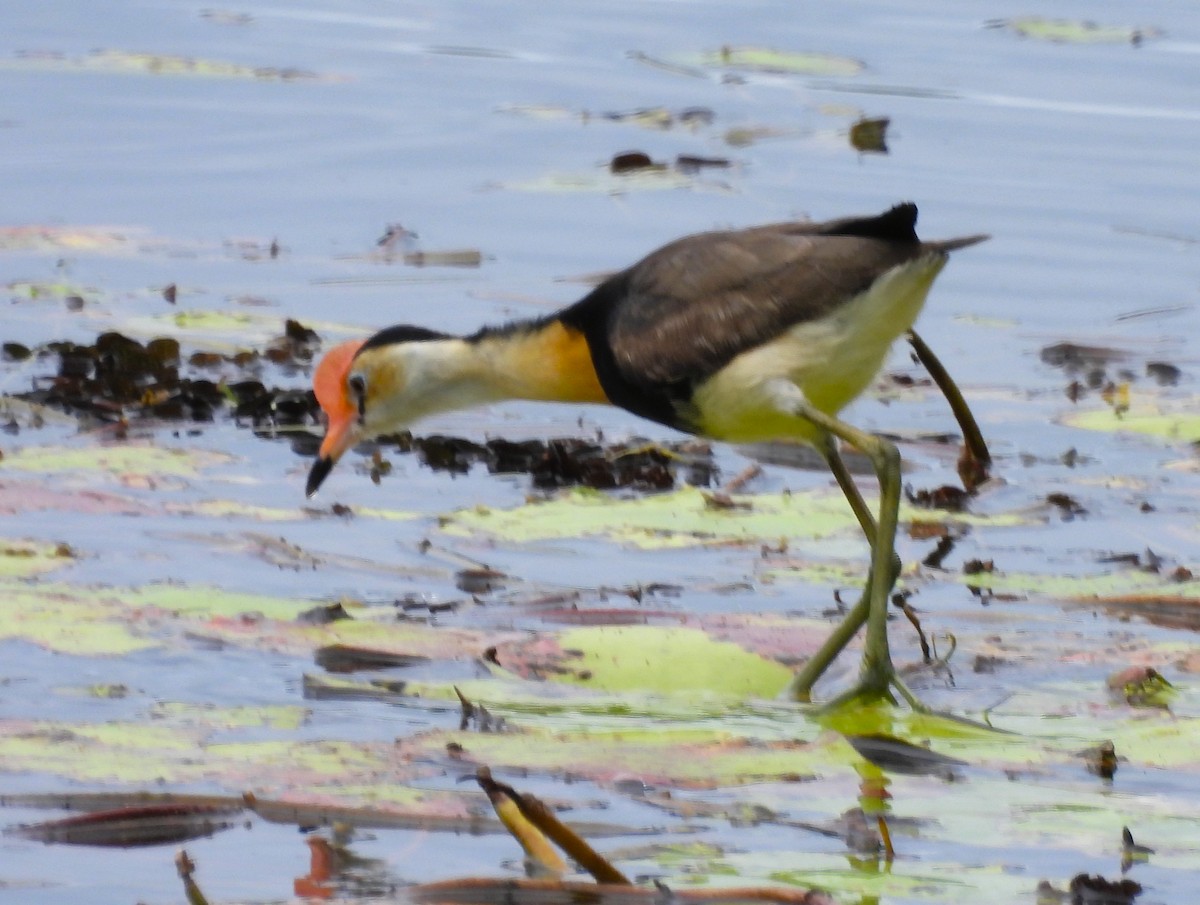 kambladhøne - ML645973252