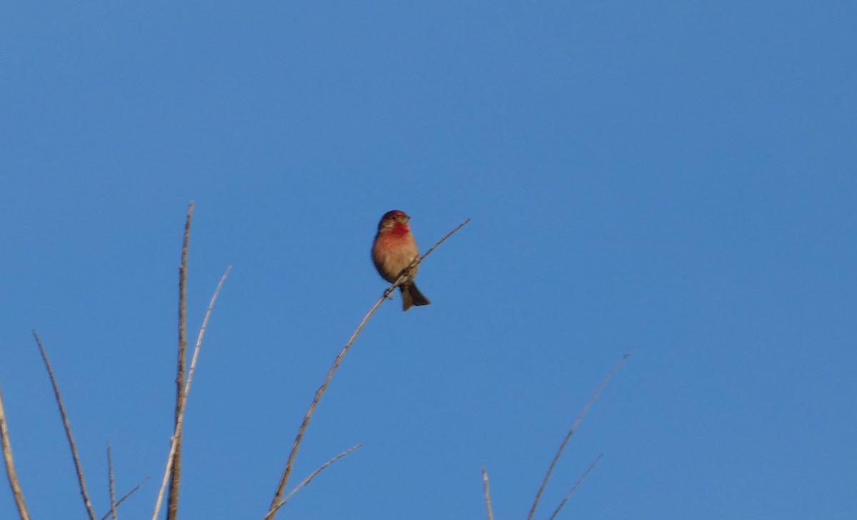 husrosenfink - ML645973253