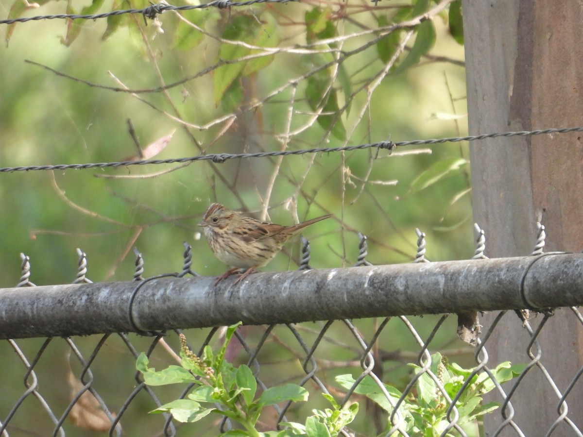 gråbrynspurv - ML645973254