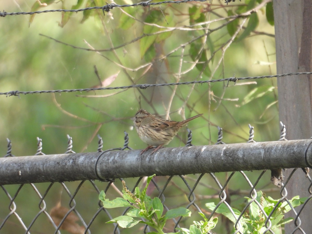 gråbrynspurv - ML645973255