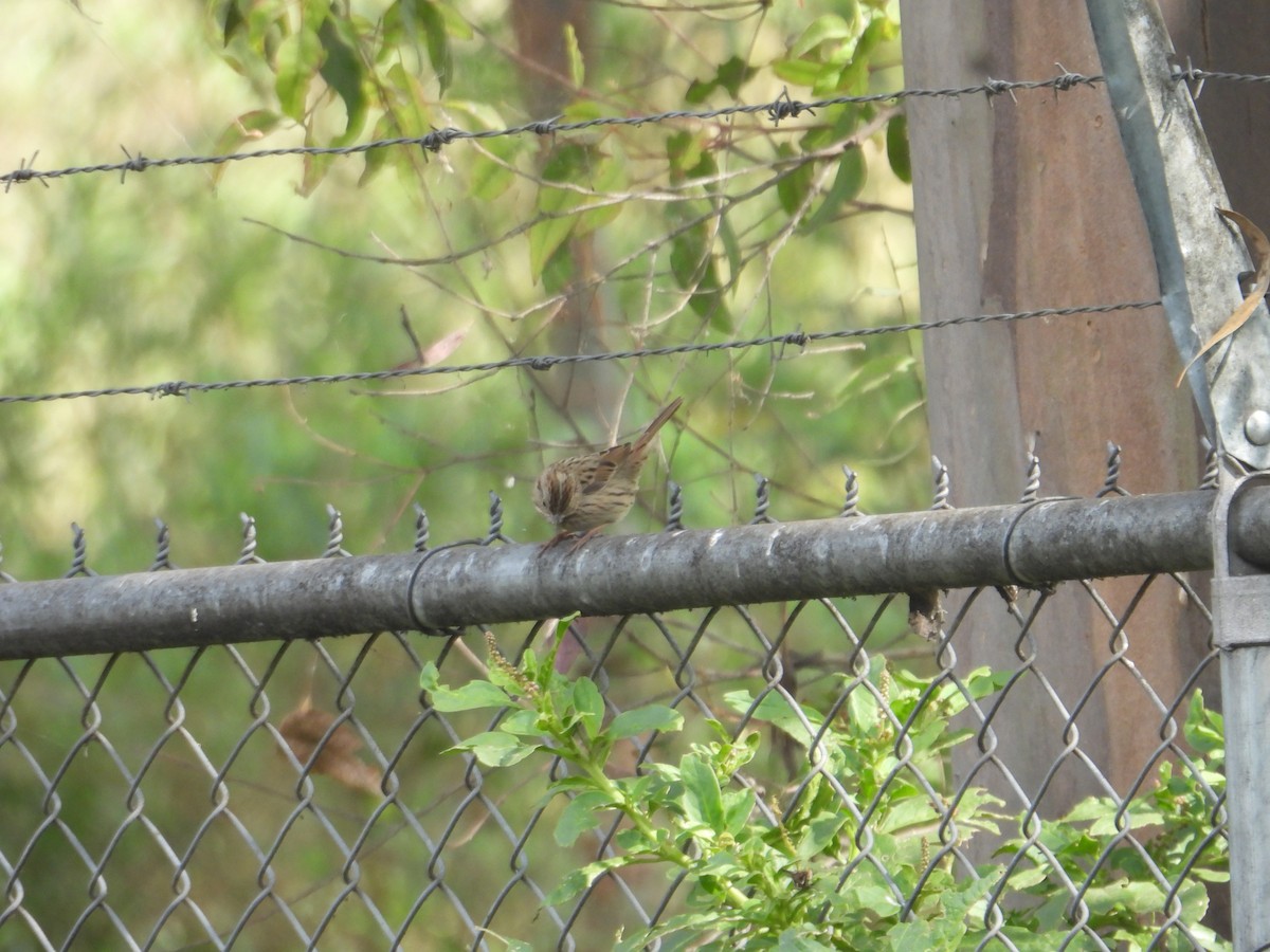 gråbrynspurv - ML645973256