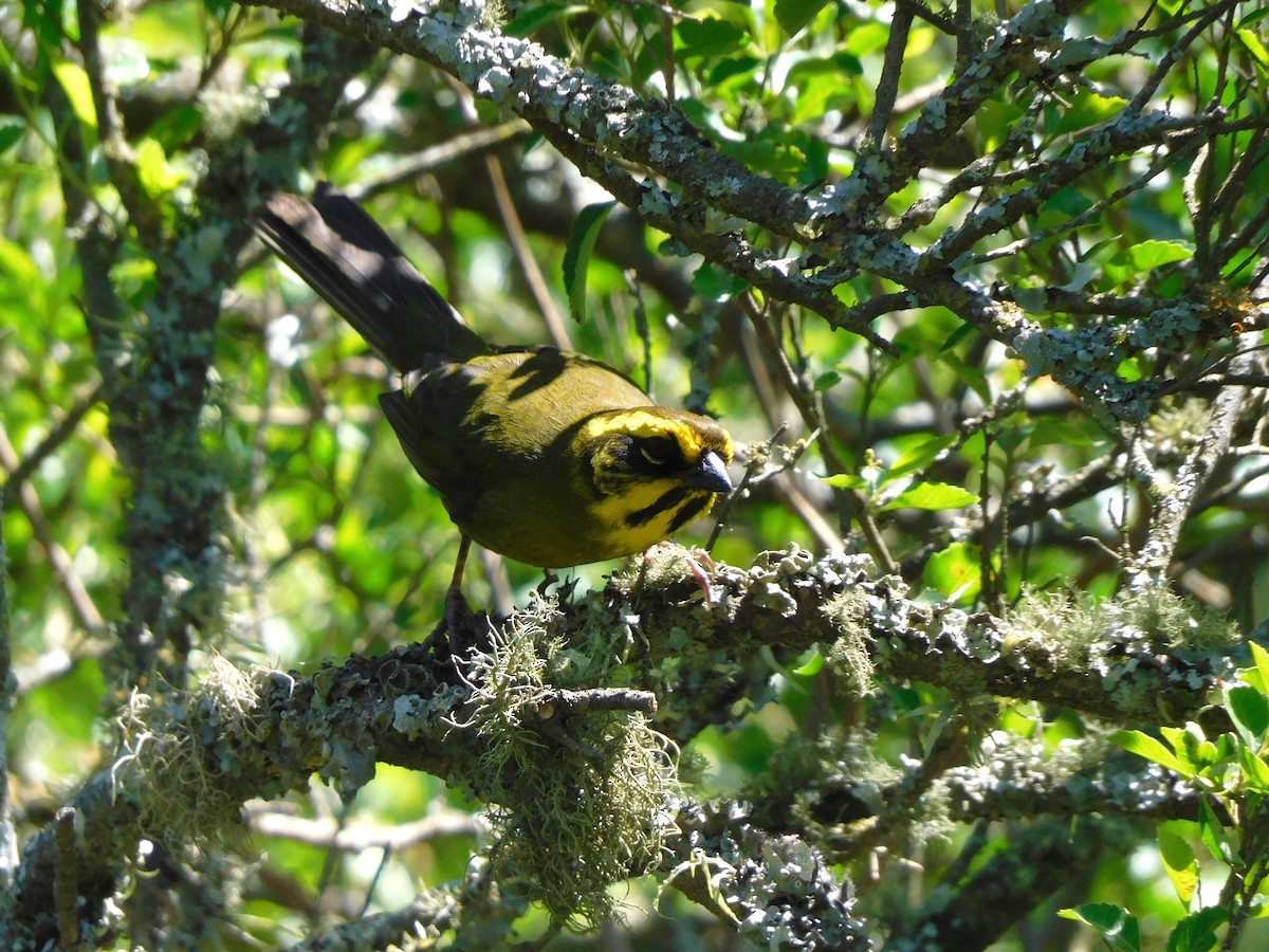 gulbrynkjerrspurv - ML645973258