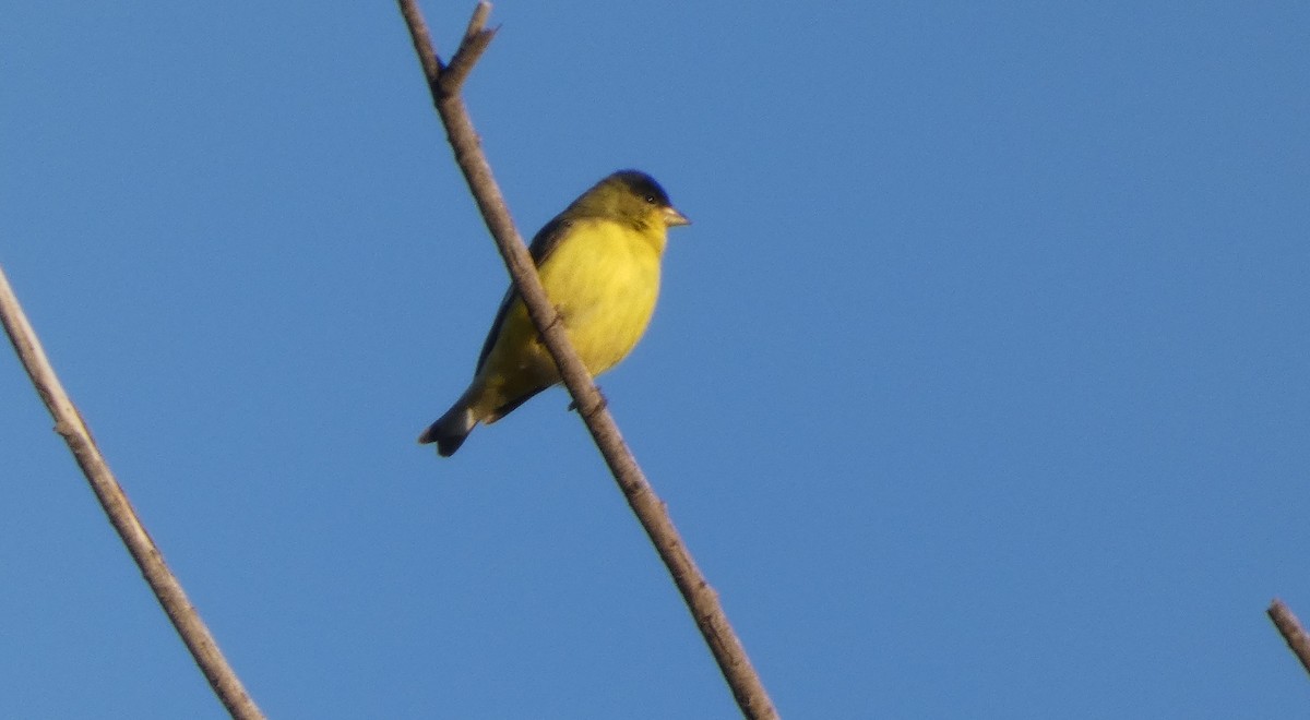 småstillits - ML645973260