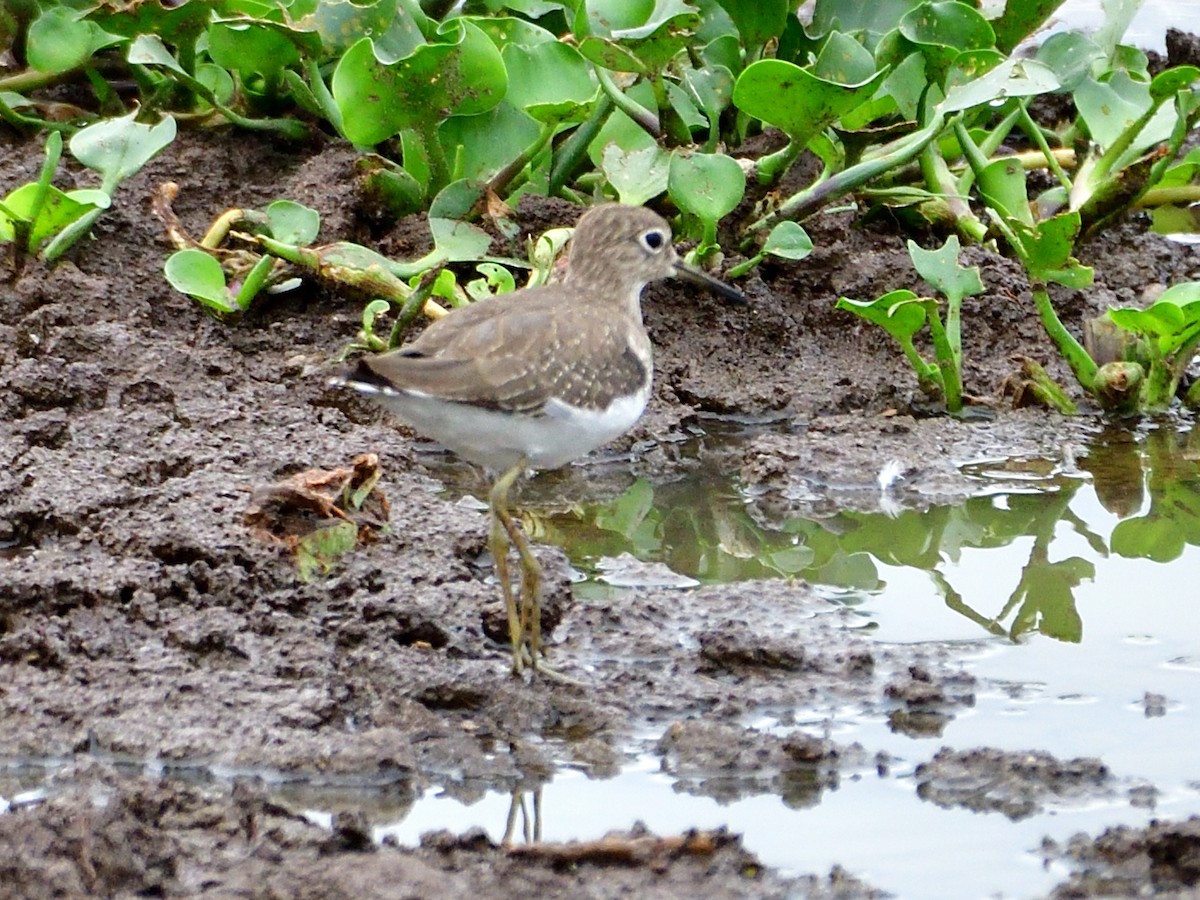 eremittsnipe - ML645973262