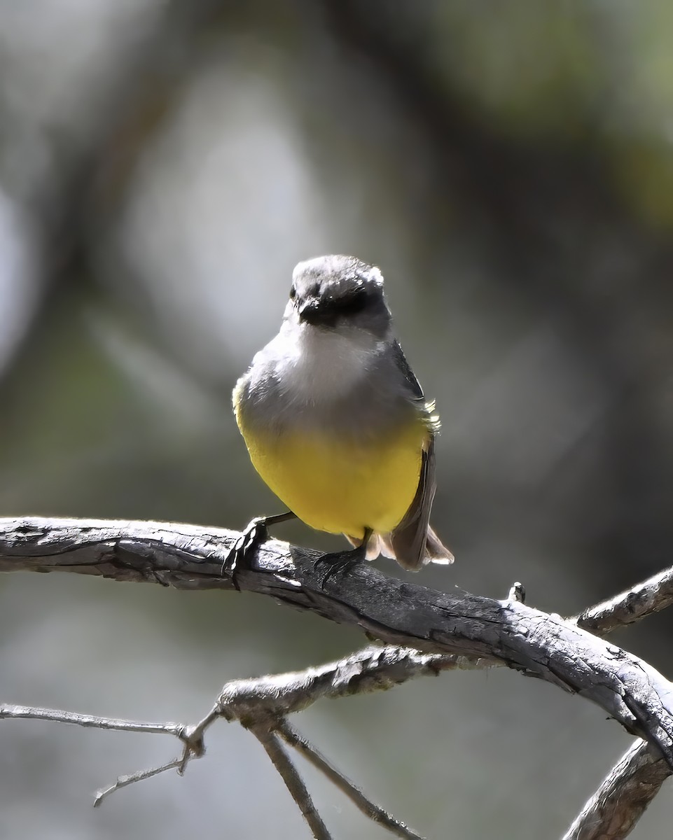 gråbrystflueskvett - ML645973263