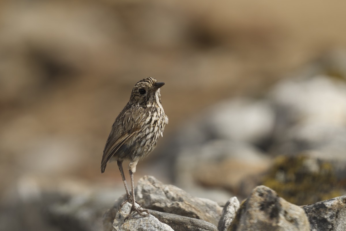 stripehodemaurpitta - ML645973264