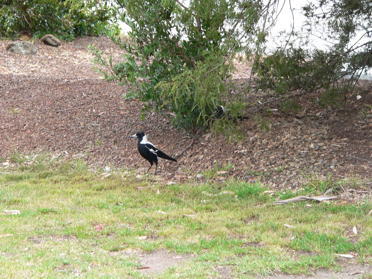 plystreskjære - ML645973267