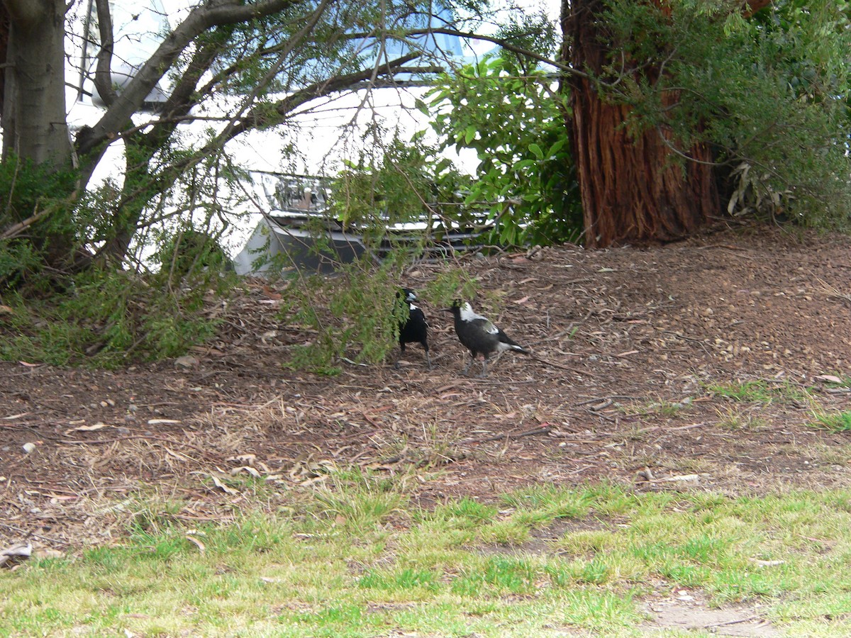 plystreskjære - ML645973268