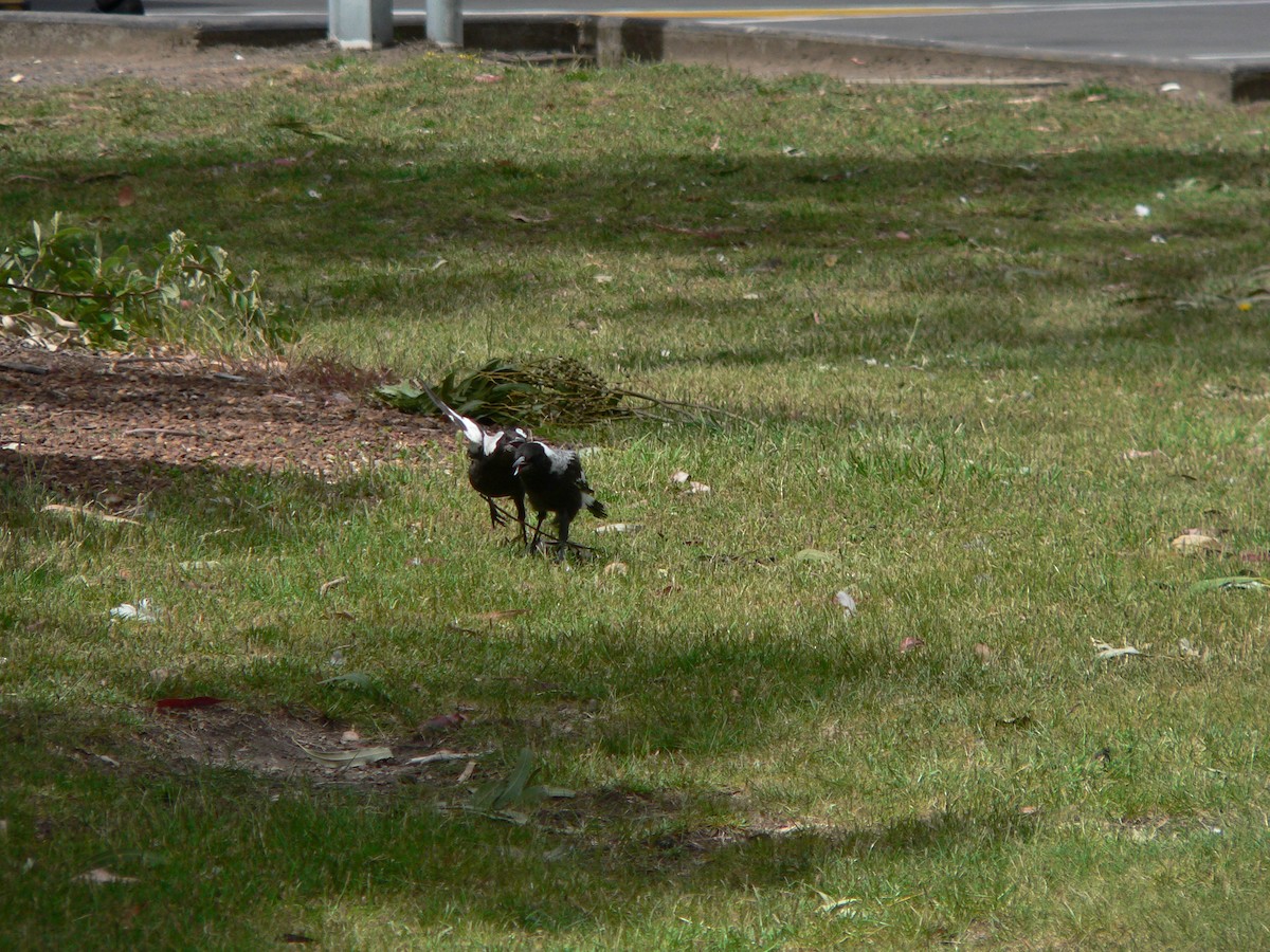 plystreskjære - ML645973269