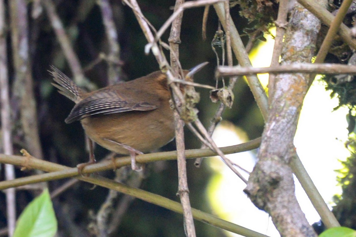 okersmett - ML645973270