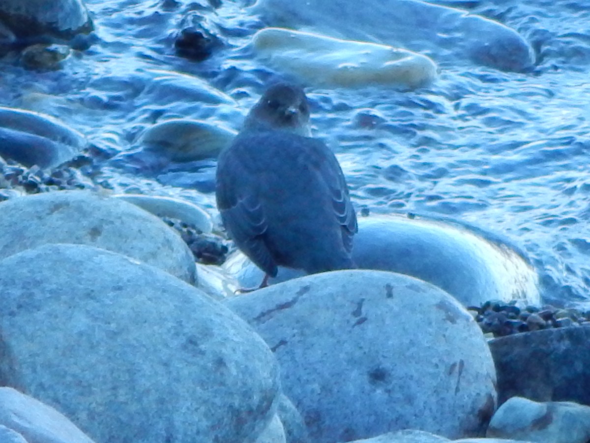 gråfossekall - ML645973271