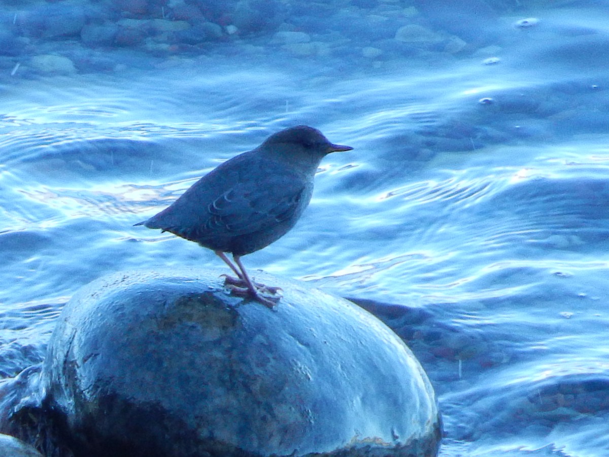 gråfossekall - ML645973272