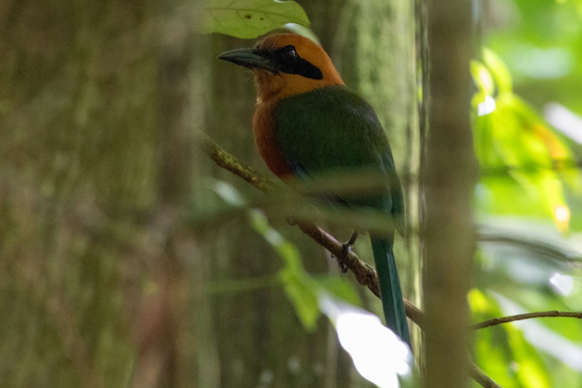 Rufous Motmot - ML645973273