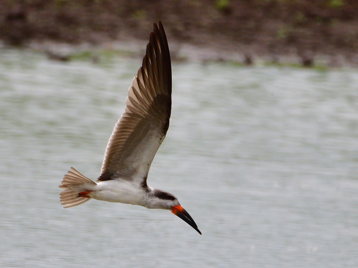 amerikasaksenebb - ML645973275