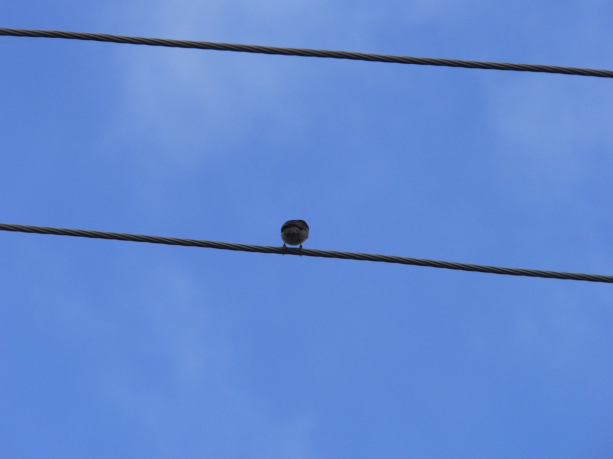 דרור הבית - ML645973278