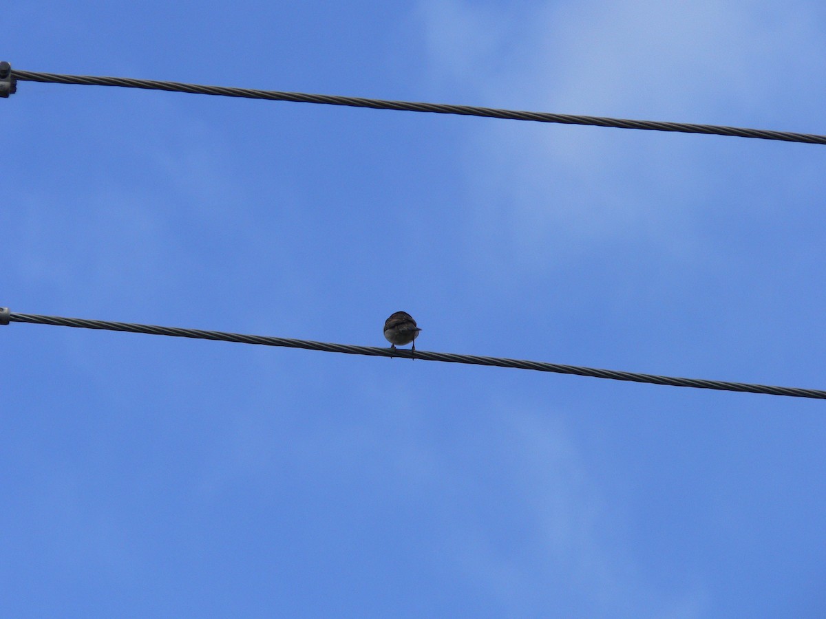 דרור הבית - ML645973279