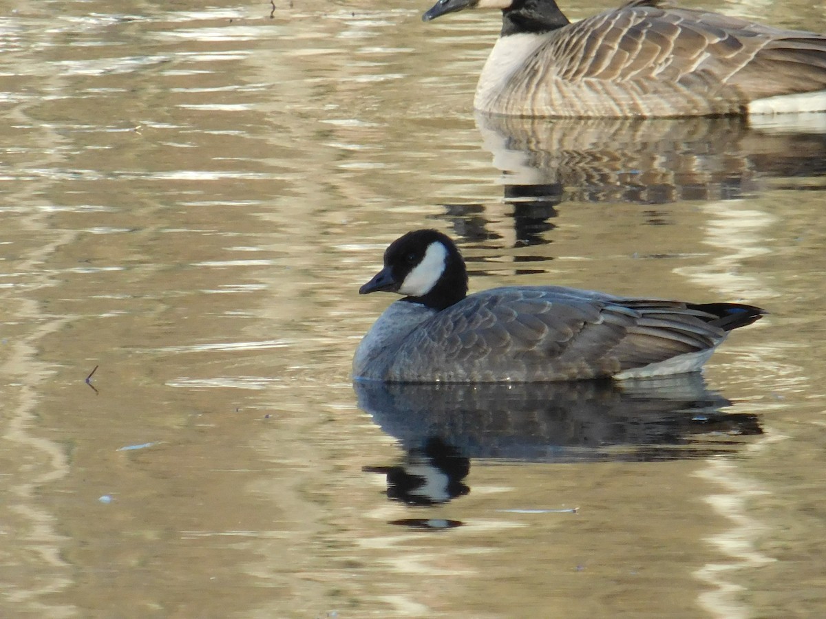 Cackling Goose - ML645973292
