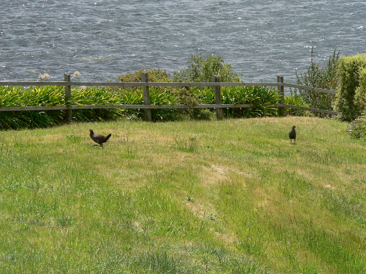 Tasmanian Nativehen - ML645973298